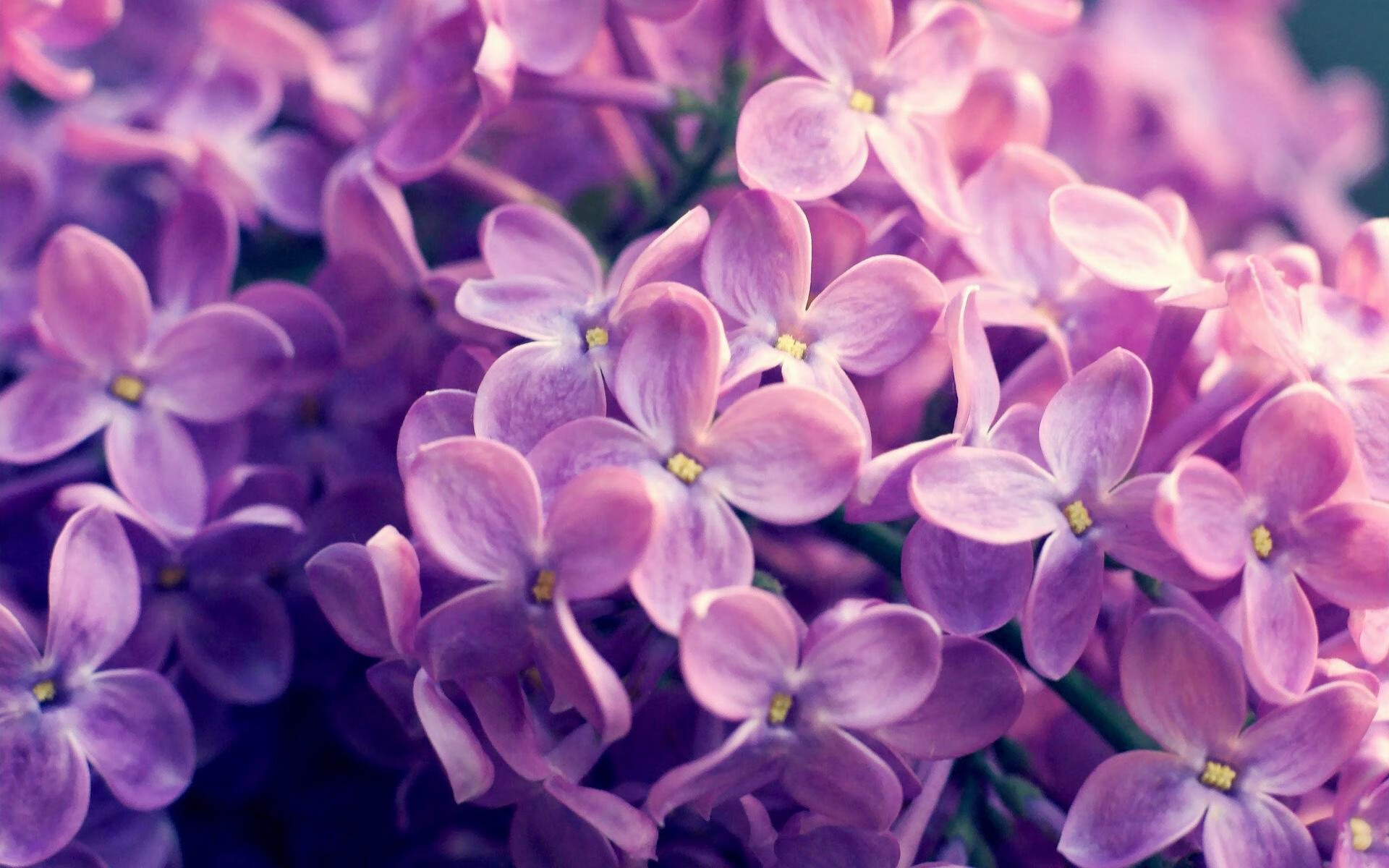 摩洛哥对阵冰岛，迪巴拉成为胜负手